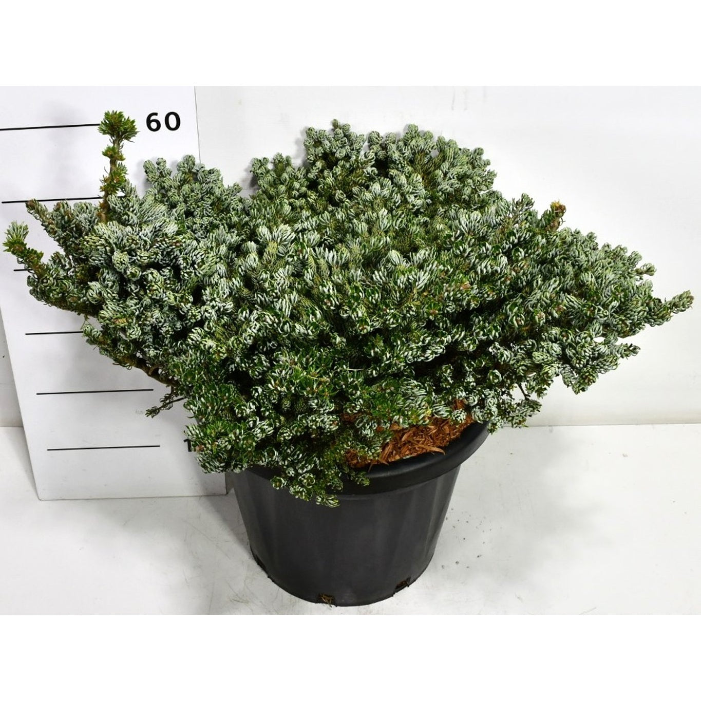 Koreagran – Abies koreana 'Kohout's Icebreaker' - C25 60-70 cm.
